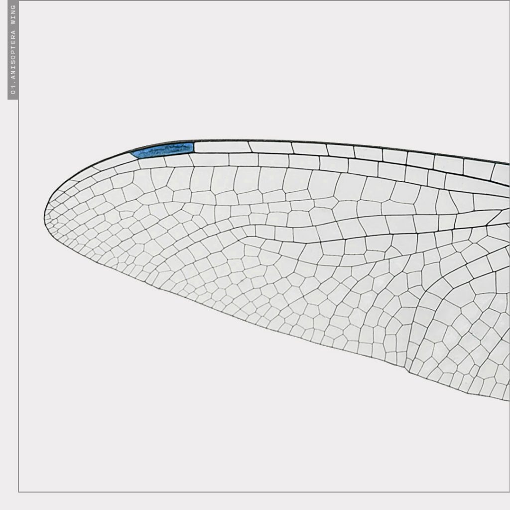 biomimicry_dragonfly-wing_v2